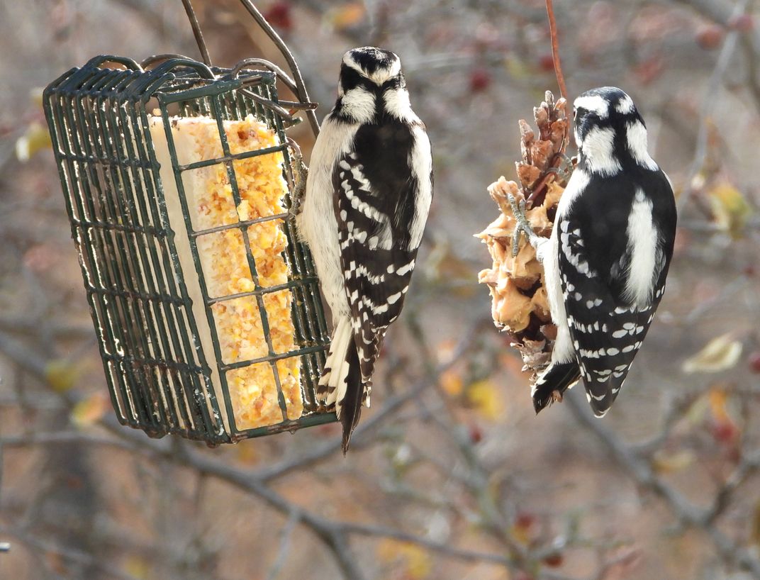 Composite of two female Downy Woodpeckers | Smithsonian Photo Contest ...