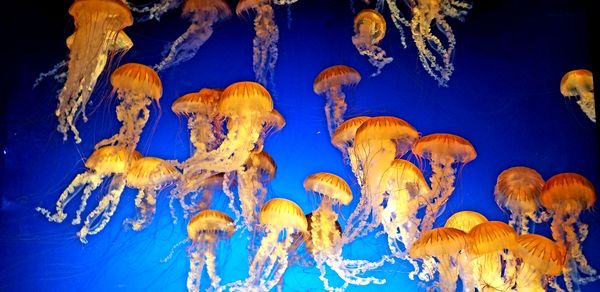 Cluster of Jellyfish thumbnail
