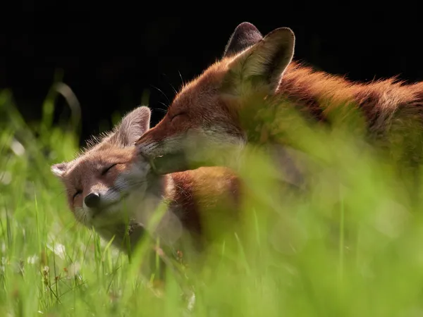 Kisses from Mom thumbnail