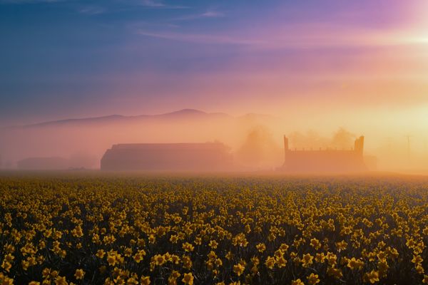 Sunrise Over Daffodil Fields thumbnail