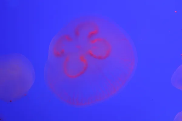 They were jellyfish this whole time?!? thumbnail