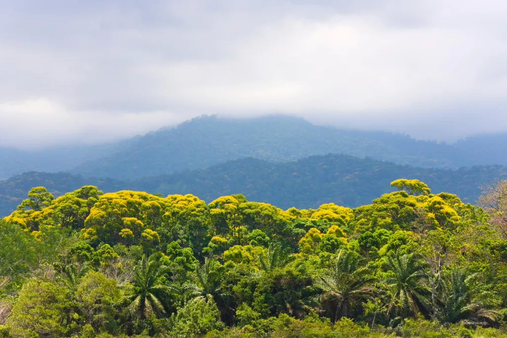 Rainforest in Honduras