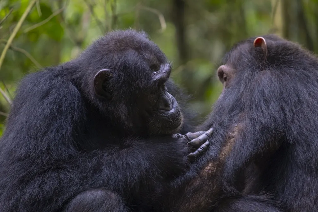 chimpanzees grooming each other
