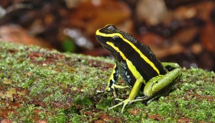 These Animals Eat Poisons and Don't Die. Some Even Become Toxic in Turn