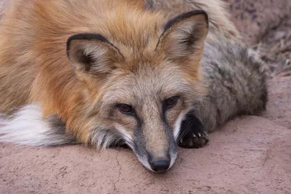 Red Fox thumbnail