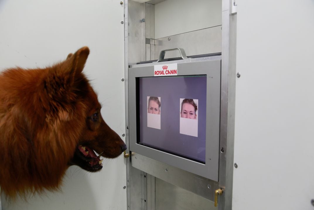 A canine research subject differentiates between angry and happy eyes. Photo: Anjuli Barber, Messerli Research Institute