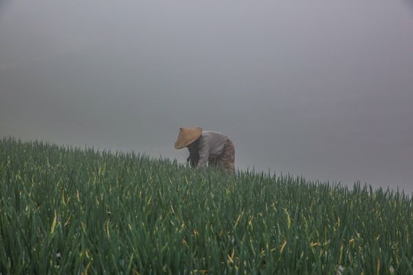 Farmer in Mist thumbnail