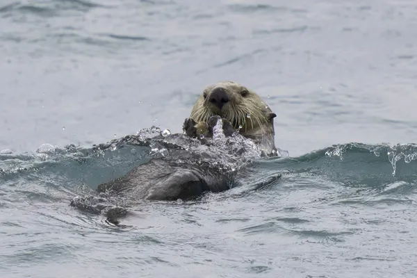 A sea otter getting wet behind the ears in Alaska thumbnail