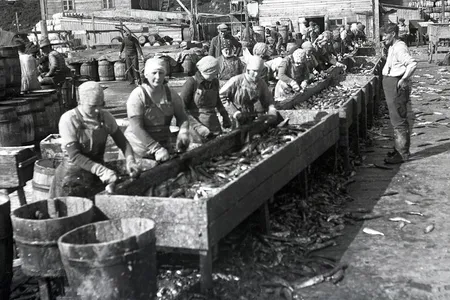 Seasonal influxes of fishermen fed roaring local economies and attracted herring girls&mdash;women who came from across Iceland to take jobs gutting, cleaning and salting barrels of freshly caught fish.
