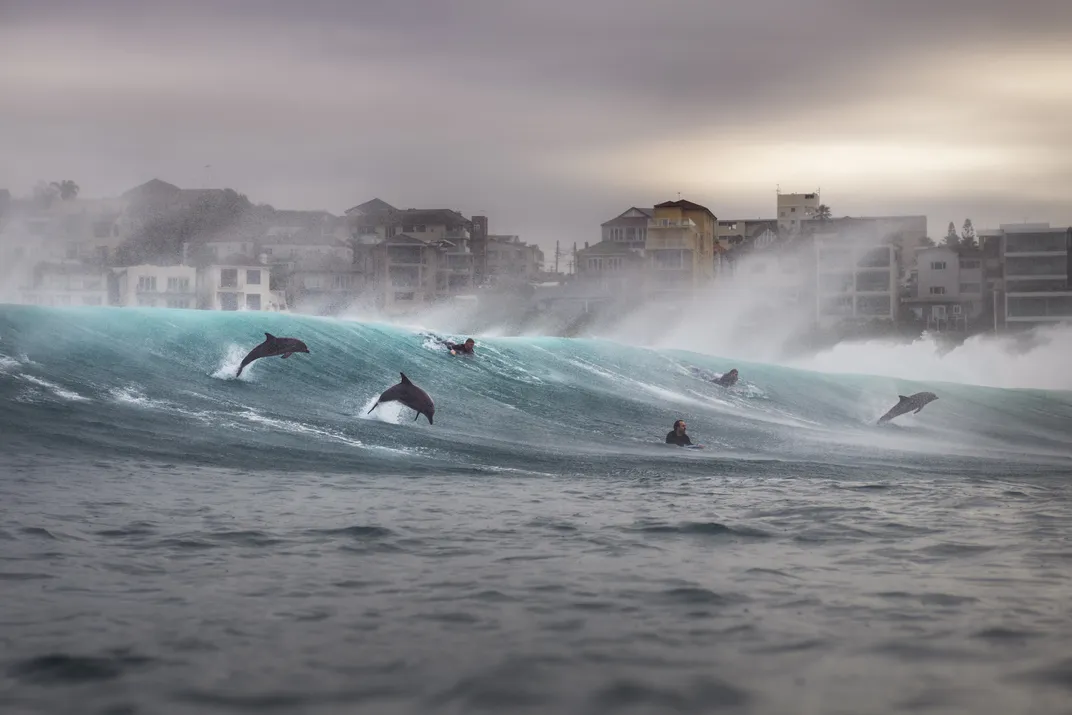 dolphins and surfers ride a wave
