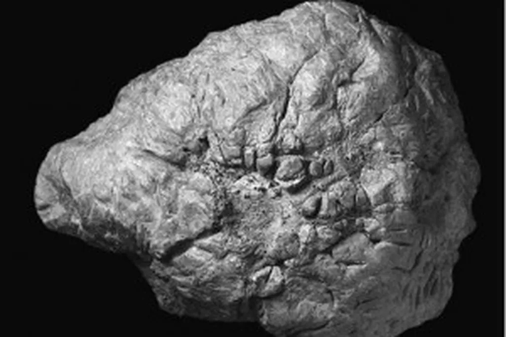 20110520083219new-pachycephalosaur-skull-300x236.jpg