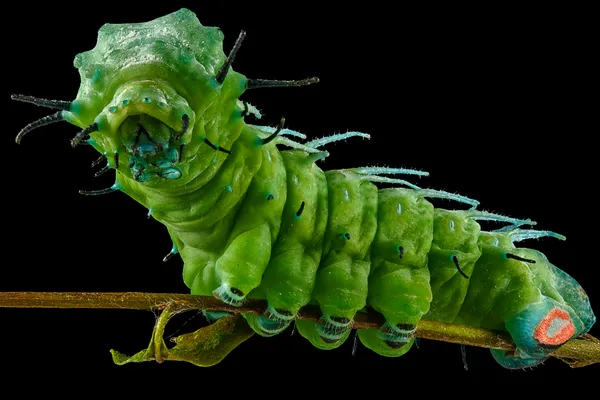 Atlas Moth Caterpillar Close-Up thumbnail