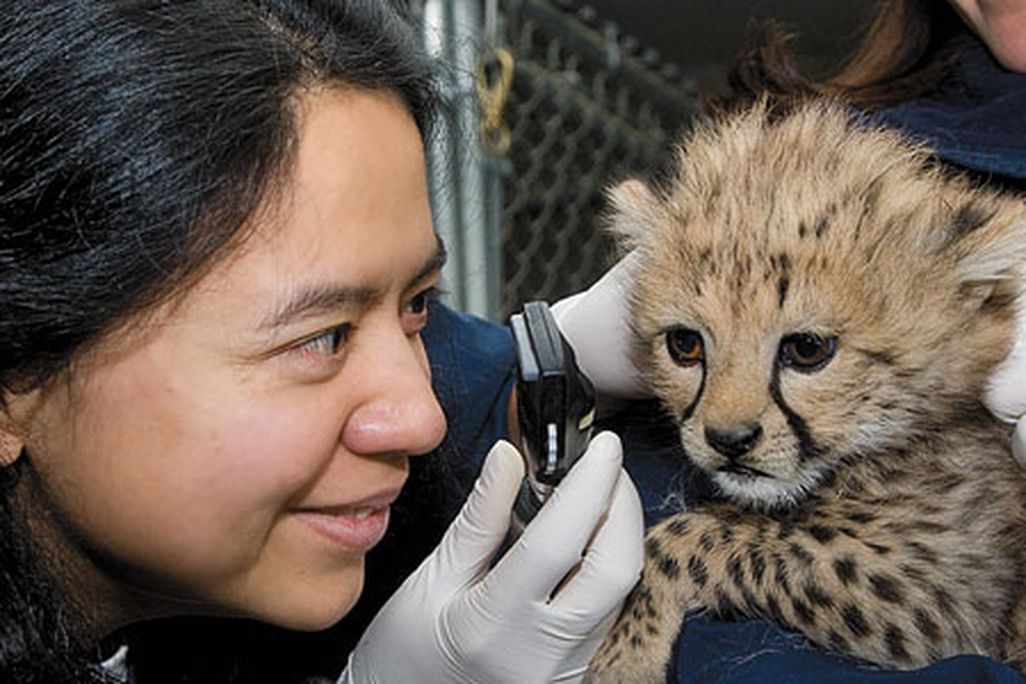 veterinarian examines a cheetah cub