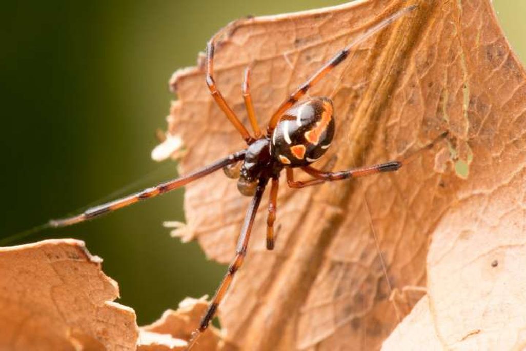 Northern Black Widow