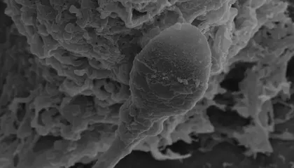 Humans Might Struggle to Make Babies in Space. Sperm Gets Disoriented in Microgravity, a New Study Suggests