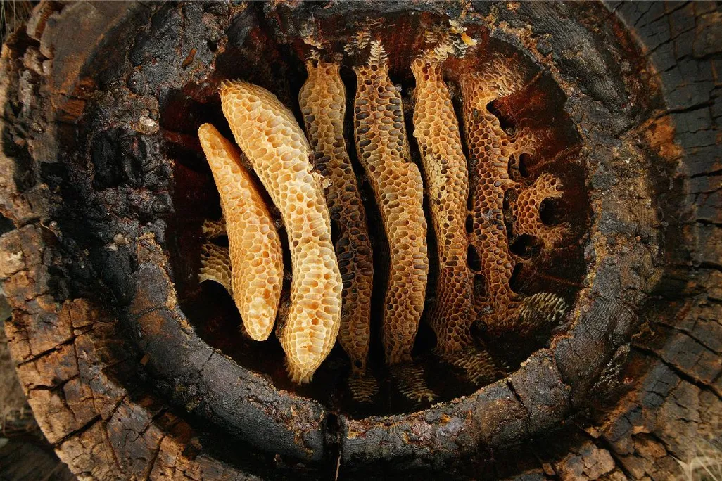 Honeybee hive