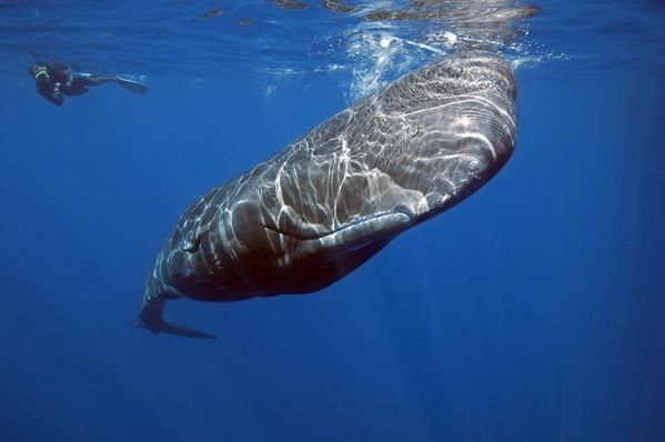 Zebra stripped Sperm Whale posing for pictures thumbnail