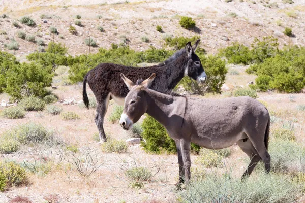 A Pair o' Donkeys thumbnail