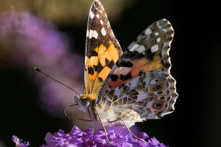 A painted lady perches on a flower.