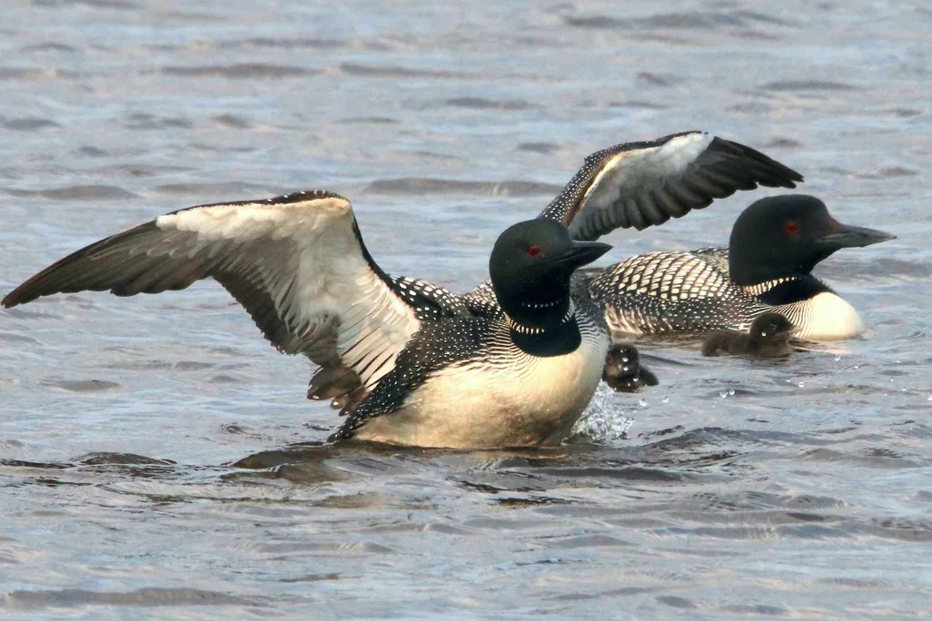 A black and white bird floating on water with wings outstretched next to two chicks and another black and white bird