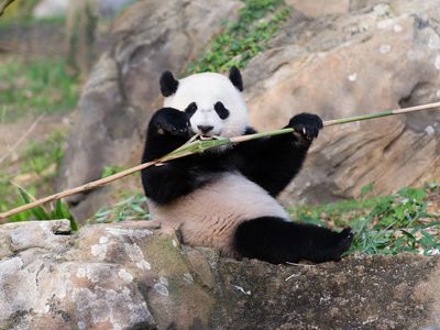 Bao Bao in April 2015