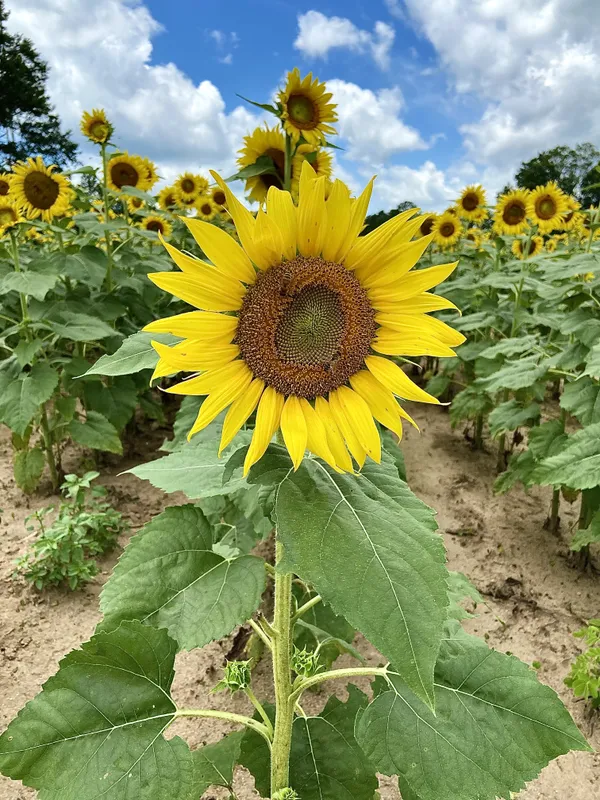 Two honeybees in natural camouflage on a sunflower. thumbnail