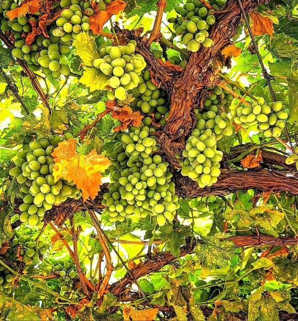 Grapes and Vines thumbnail