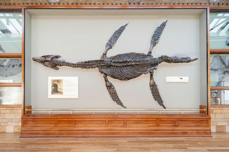 A large display case holds the fossil of a plesiosaur at the Natural History Museum in London.