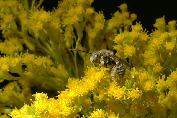 Long horned bee on golderod thumbnail