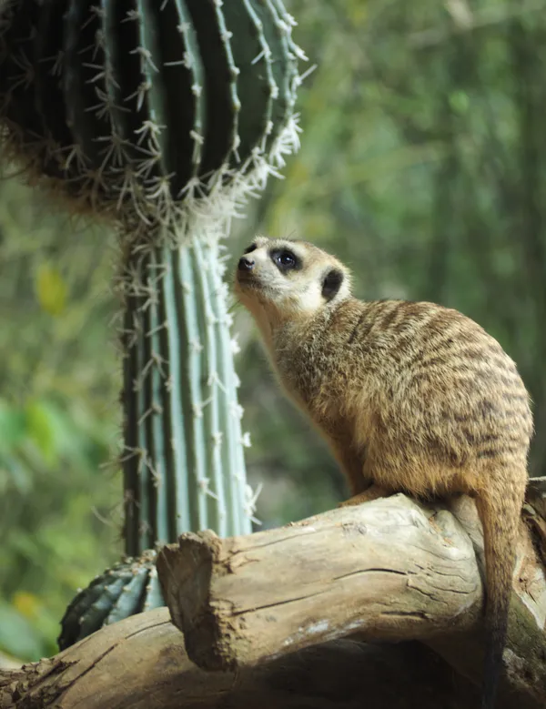 Standing mongoose thumbnail