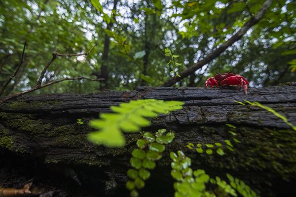 Sentinel of the Forest thumbnail