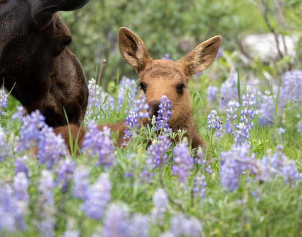Moose in the lupine thumbnail