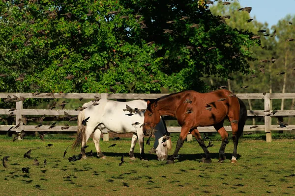 Horses Amongst Sparrows thumbnail