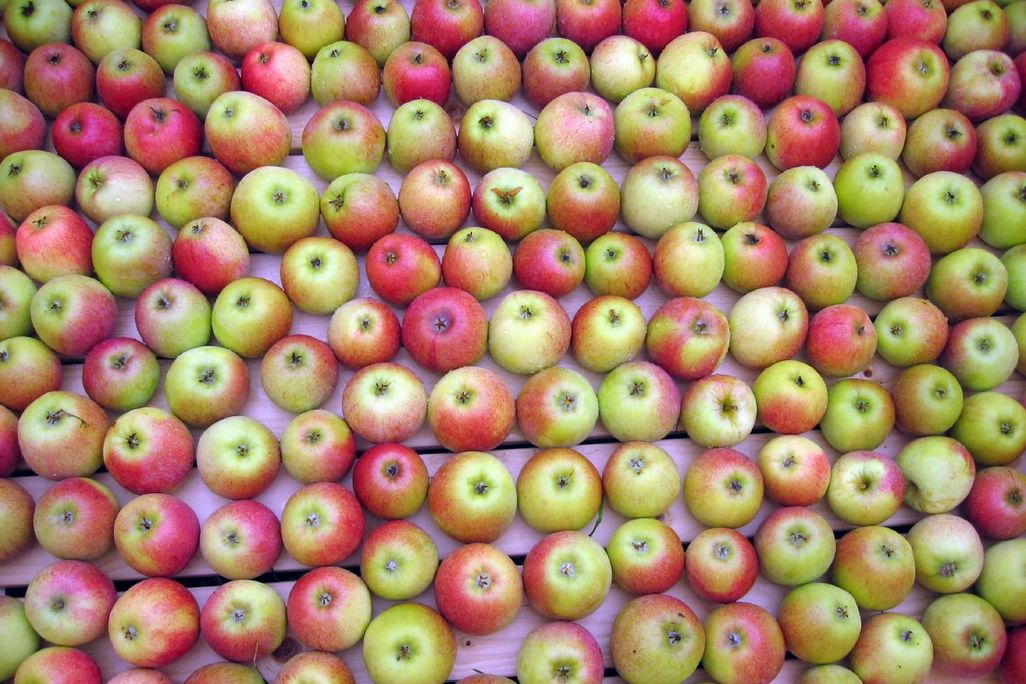 05_09_2014_apples.jpg