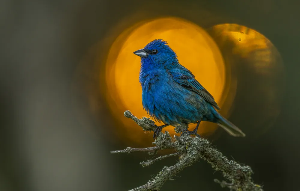 An Indigo Bunting surrounded by sunset rays.