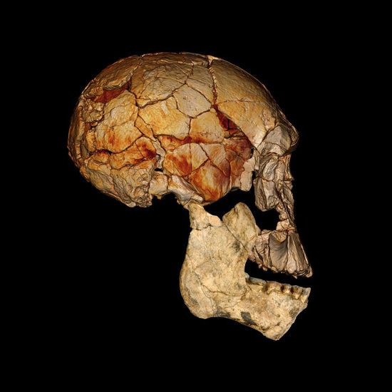 The 1972 Homo rudolfensis skull