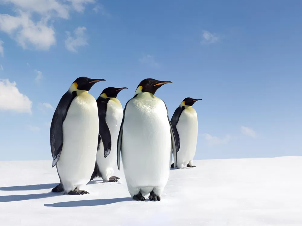 The Complicated Calculus of Counting Emperor Penguins | Science |  Smithsonian Magazine