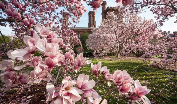 Pink flowers bloom in front of a brick castle building across a field of green grass.