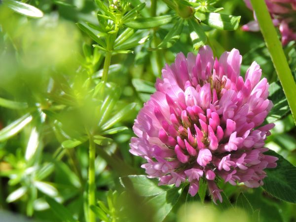 Red clover thumbnail