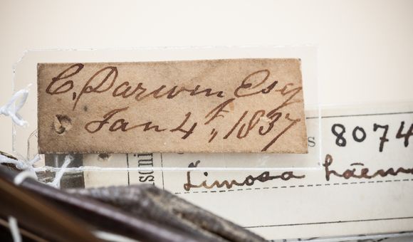 NMNH-2008-19316_DarwinGodwit-000002.jpg