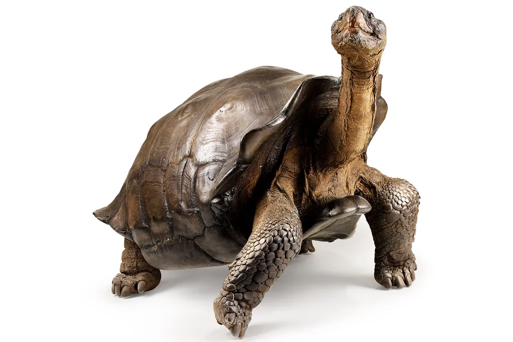 Galapagos tortoise