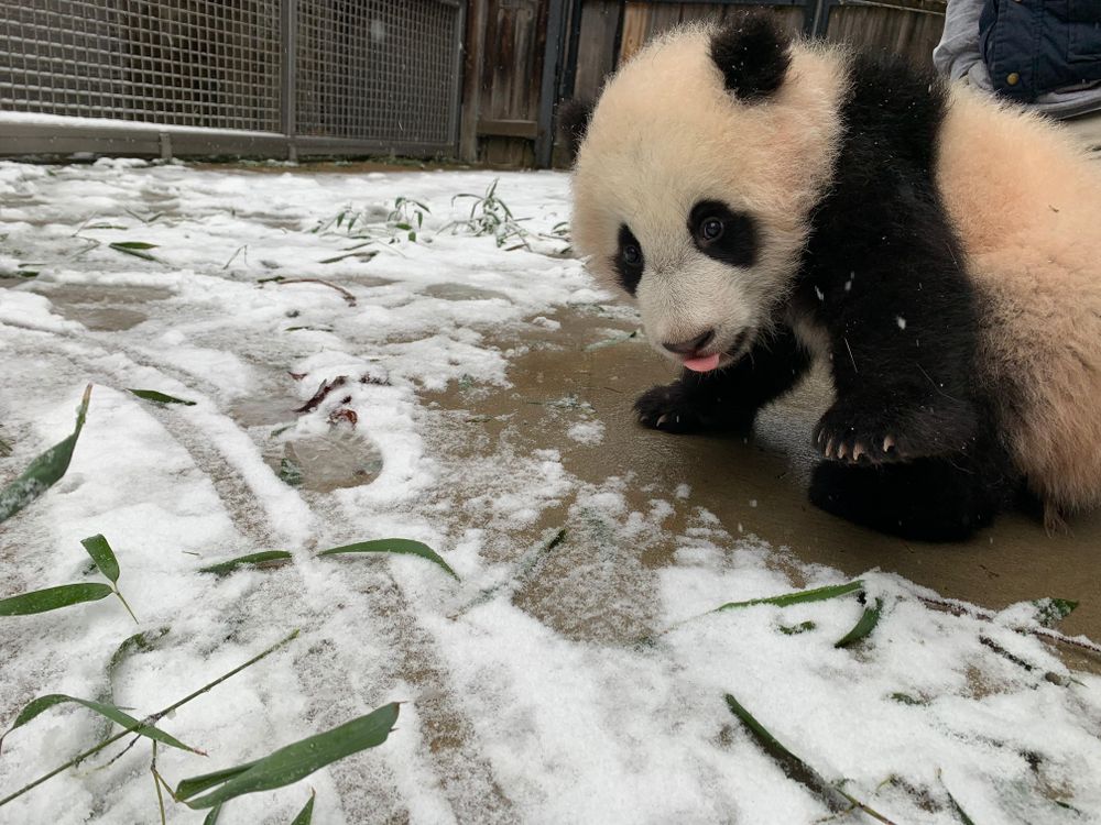 Giant panda cub experiences first snow