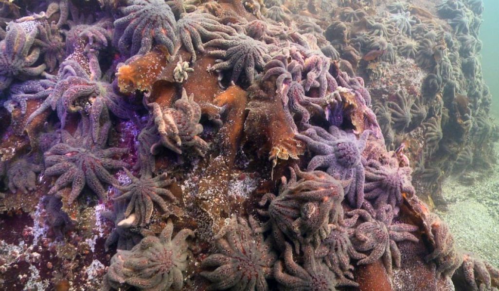 Sunflower Sea Stars