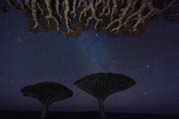 Night image of a Dragon Blood Trees thumbnail