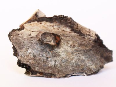 The charred shoulder blade of a young adult who was cremated in northern Israel some 9,000 years ago. The bone contains the embedded point of a flint projectile.
