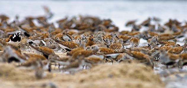 Red knots in Delaware Bay