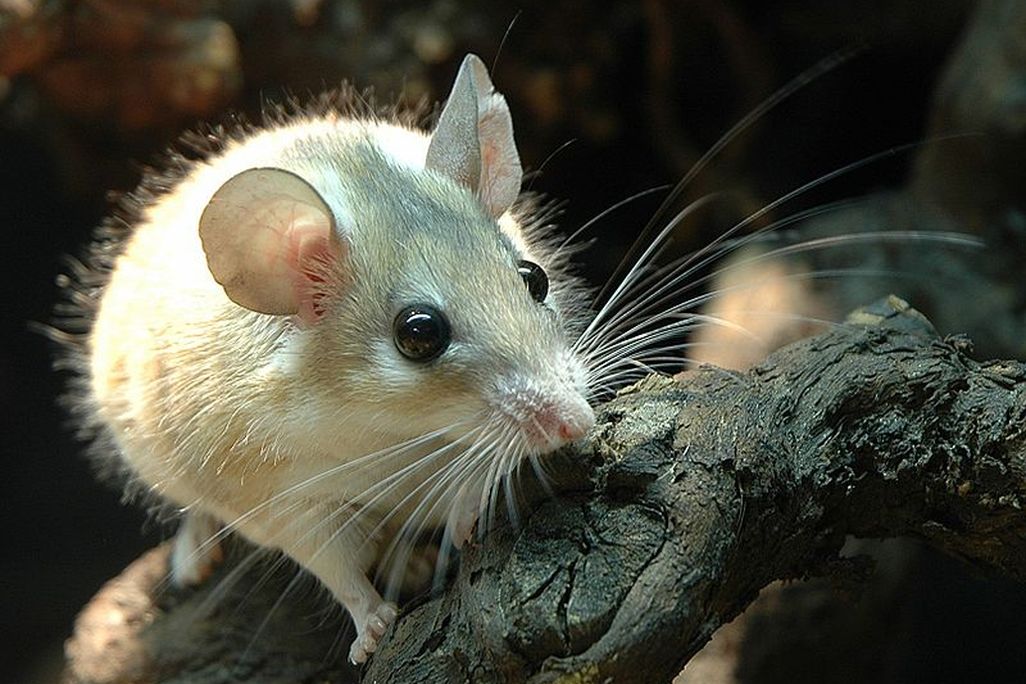 20121008092017spiny-mouse.jpg