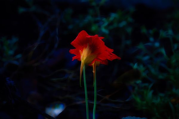 Some Sort Of Red Flower thumbnail