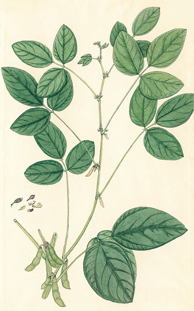 An illustration of a soy bean plant