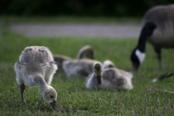 Canadian goslings forage in the grass thumbnail